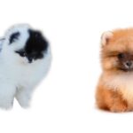 cuanto-cuesta-un-perro-pomerania
