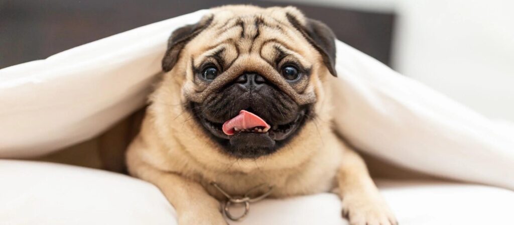 ¿Cuánto cuesta un perro pug? 2 cuanto cuesta un perro pug