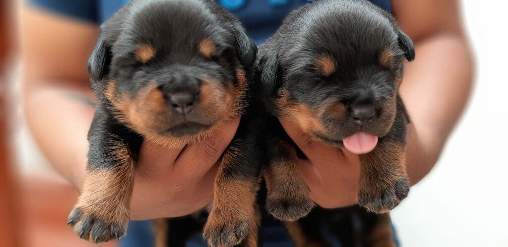 cuanto cuesta un perro rottweiler