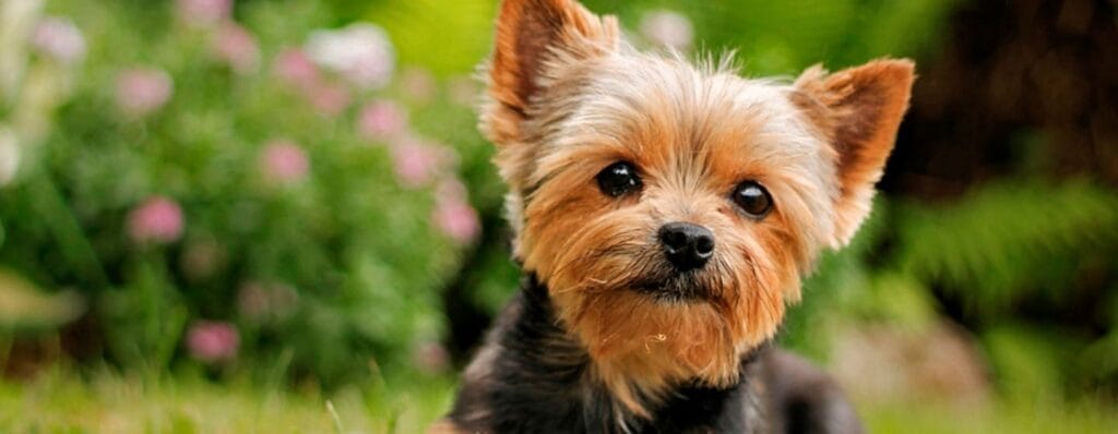 cuanto cuesta un perro yorkie