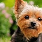 cuanto-cuesta-un-perro-yorkie