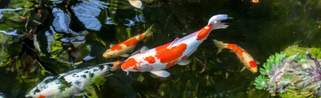 ¿Cuánto cuesta un pez? 2 cuanto cuesta un pez