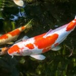 cuanto-cuesta-un-pez-koi