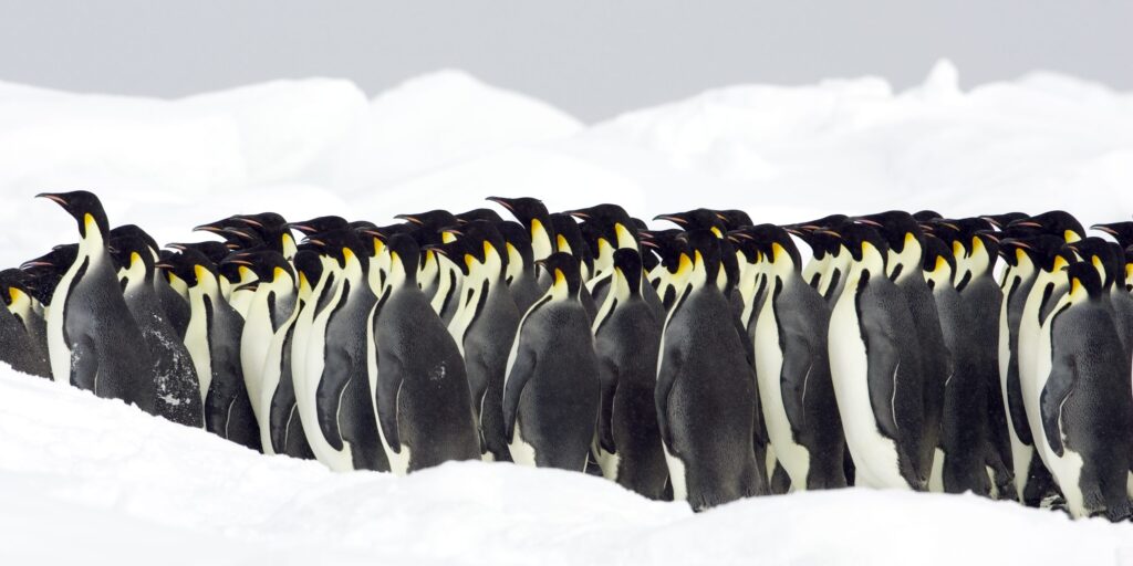 ¿Cuánto cuesta un pingüino? 2 cuanto cuesta un pinguino