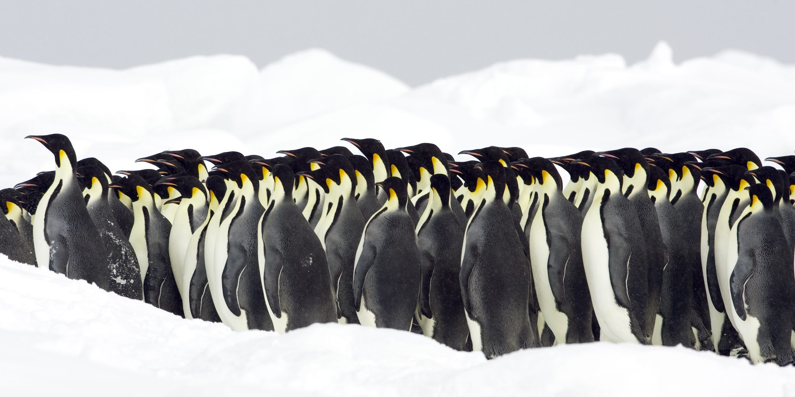 Blog 6 cuanto cuesta un pinguino