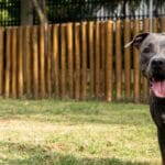 cuanto-cuesta-un-pitbull-americano