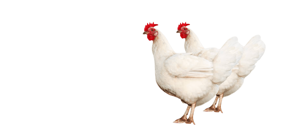 cuanto cuesta un pollo vivo