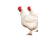 cuanto-cuesta-un-pollo-vivo