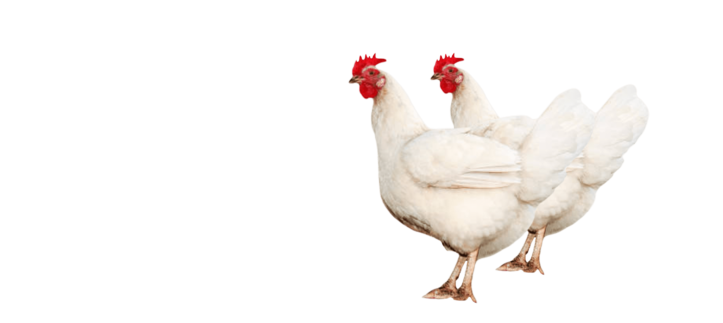 cuanto cuesta un pollo vivo