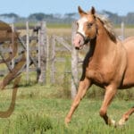 cuanto-cuesta-un-potrillo