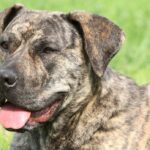 cuanto-cuesta-un-presa-canario