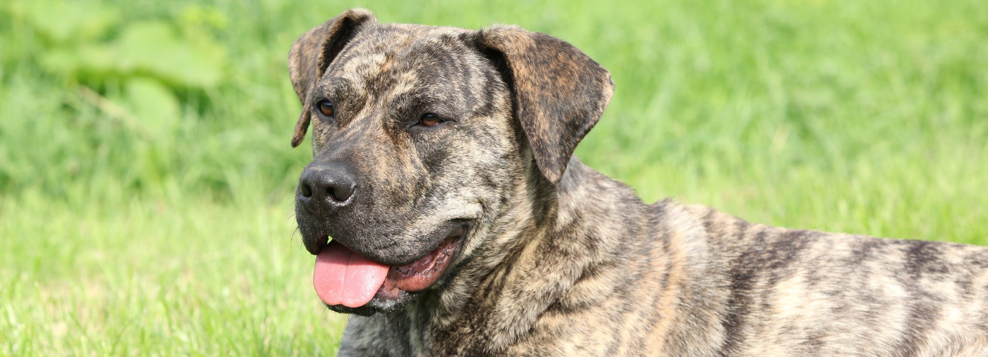 Blog 12 cuanto cuesta un presa canario