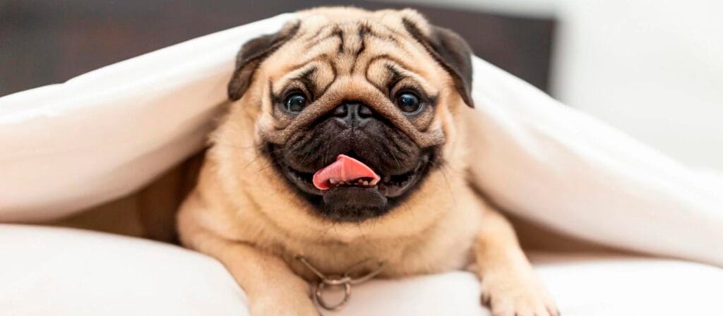 cuanto cuesta un pug negro