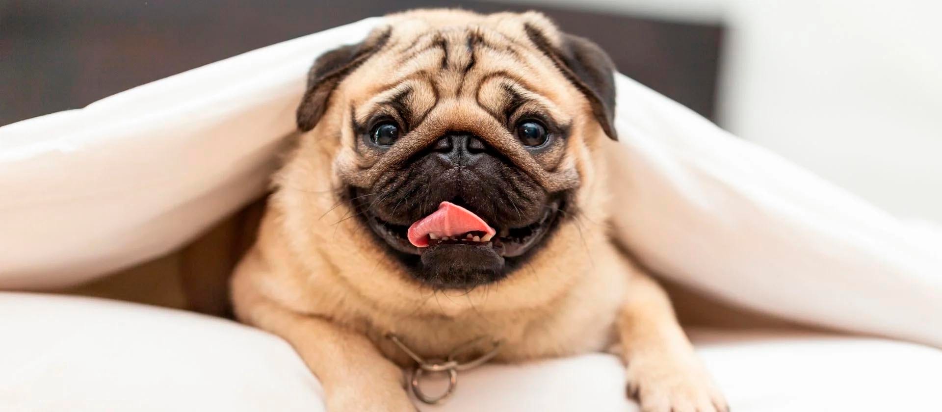 cuanto cuesta un pug negro