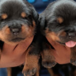 cuanto-cuesta-un-rottweiler