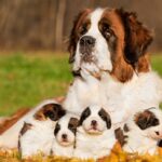 cuanto-cuesta-un-san-bernardo