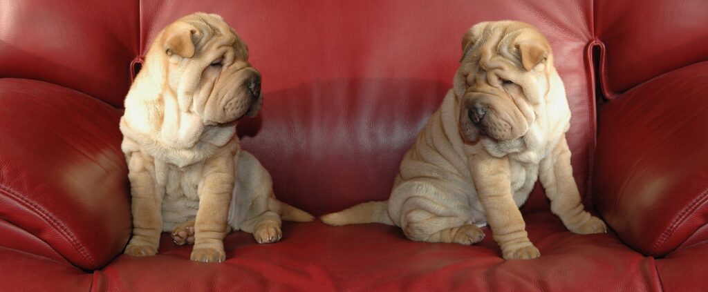 Cuánto cuesta un shar pei? 2 cuanto cuesta un shar pei