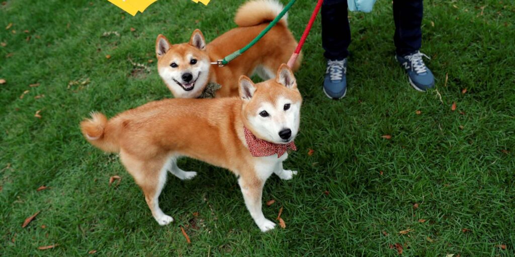 cuanto cuesta un shiba inu