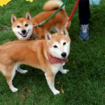 cuanto-cuesta-un-shiba-inu