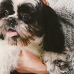 Cuánto cuesta un shih tzu? cuanto-cuesta-un-shih-tzu