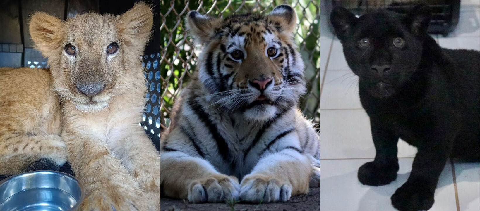 cuanto cuesta un tigre