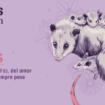 ¿Cuánto cuesta un tlacuache vivo? cuanto-cuesta-un-tlacuache-vivo