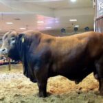 ¿Cuánto cuesta un toro? cuanto-cuesta-un-toro