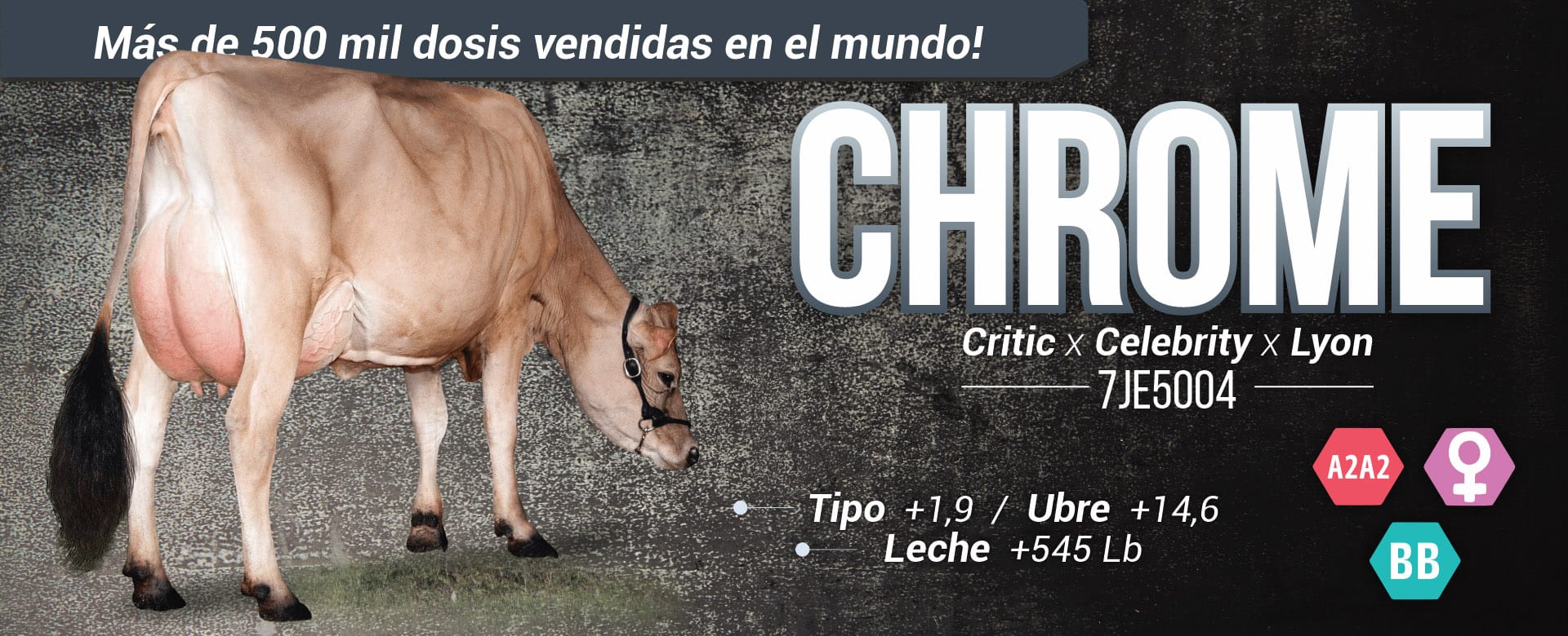 cuanto cuesta un toro simmental