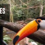 cuanto-cuesta-un-tucan