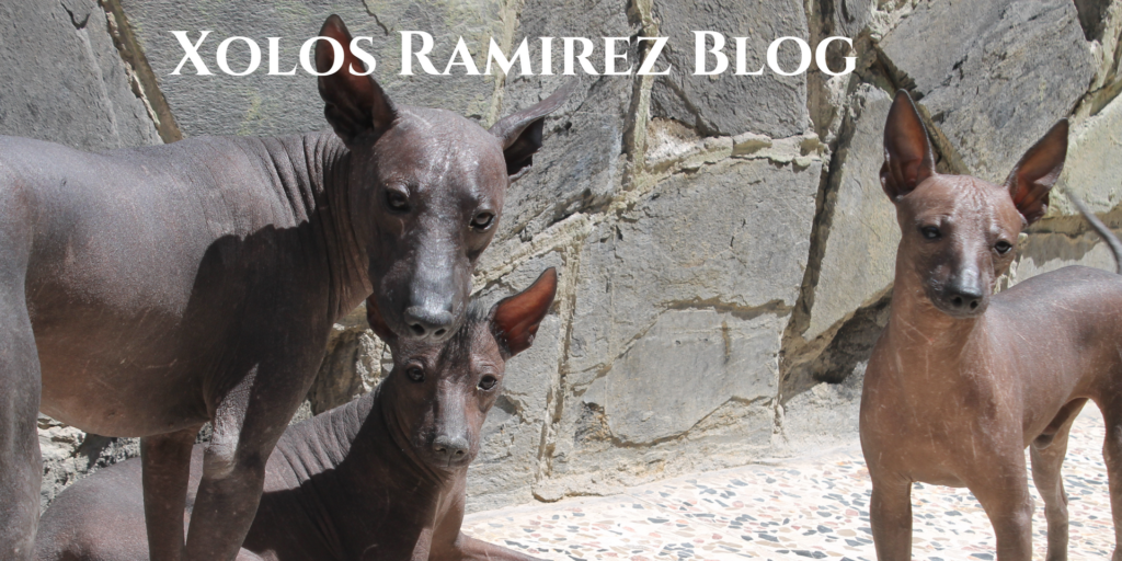cuanto cuesta un xoloescuincle