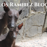 cuanto-cuesta-un-xoloescuincle