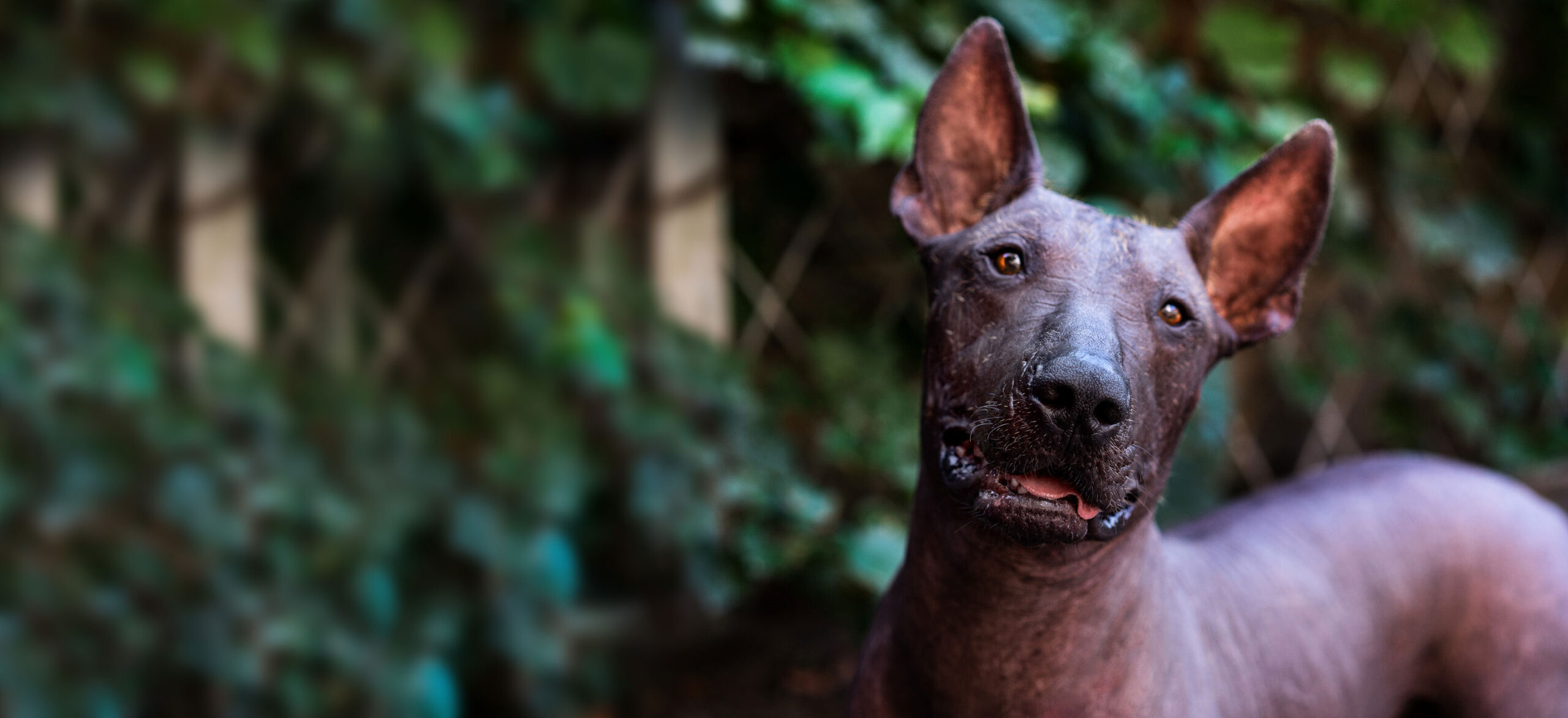 Blog 12 cuanto cuesta un xoloitzcuintle scaled