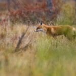 cuanto-cuesta-un-zorro