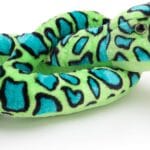 cuanto-cuesta-una-anaconda