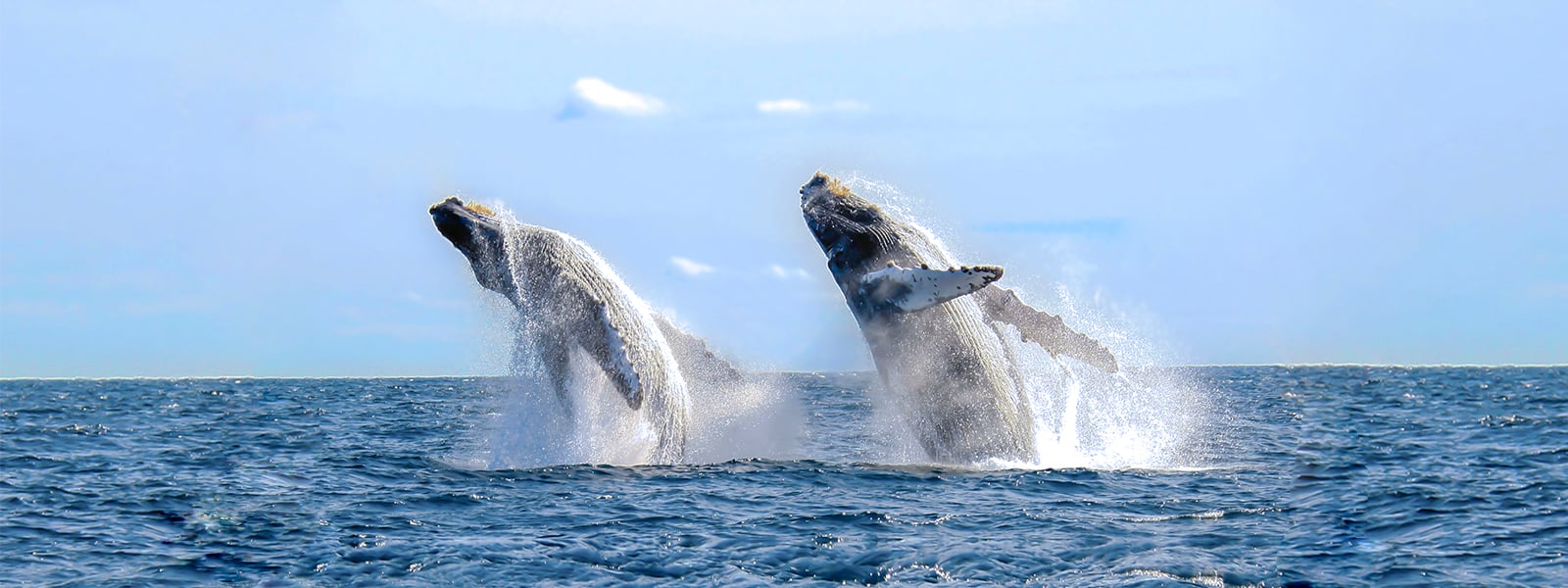 Blog 8 cuanto cuesta una ballena