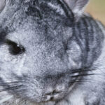 cuanto-cuesta-una-chinchilla