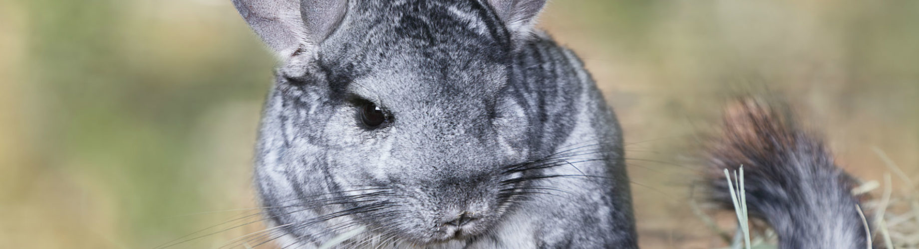 cuanto cuesta una chinchilla