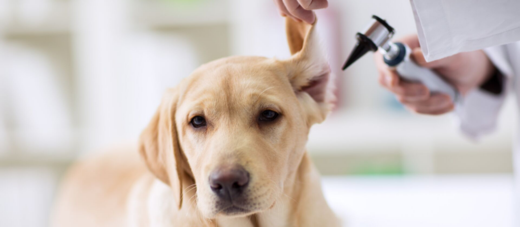 ¿Cuánto cuesta una consulta veterinaria? 2 cuanto cuesta una consulta veterinaria