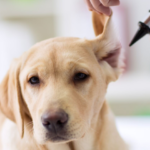 cuanto-cuesta-una-consulta-veterinaria