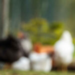 ¿Cuánto cuesta una gallina? cuanto-cuesta-una-gallina