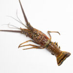 cuanto-cuesta-una-langosta