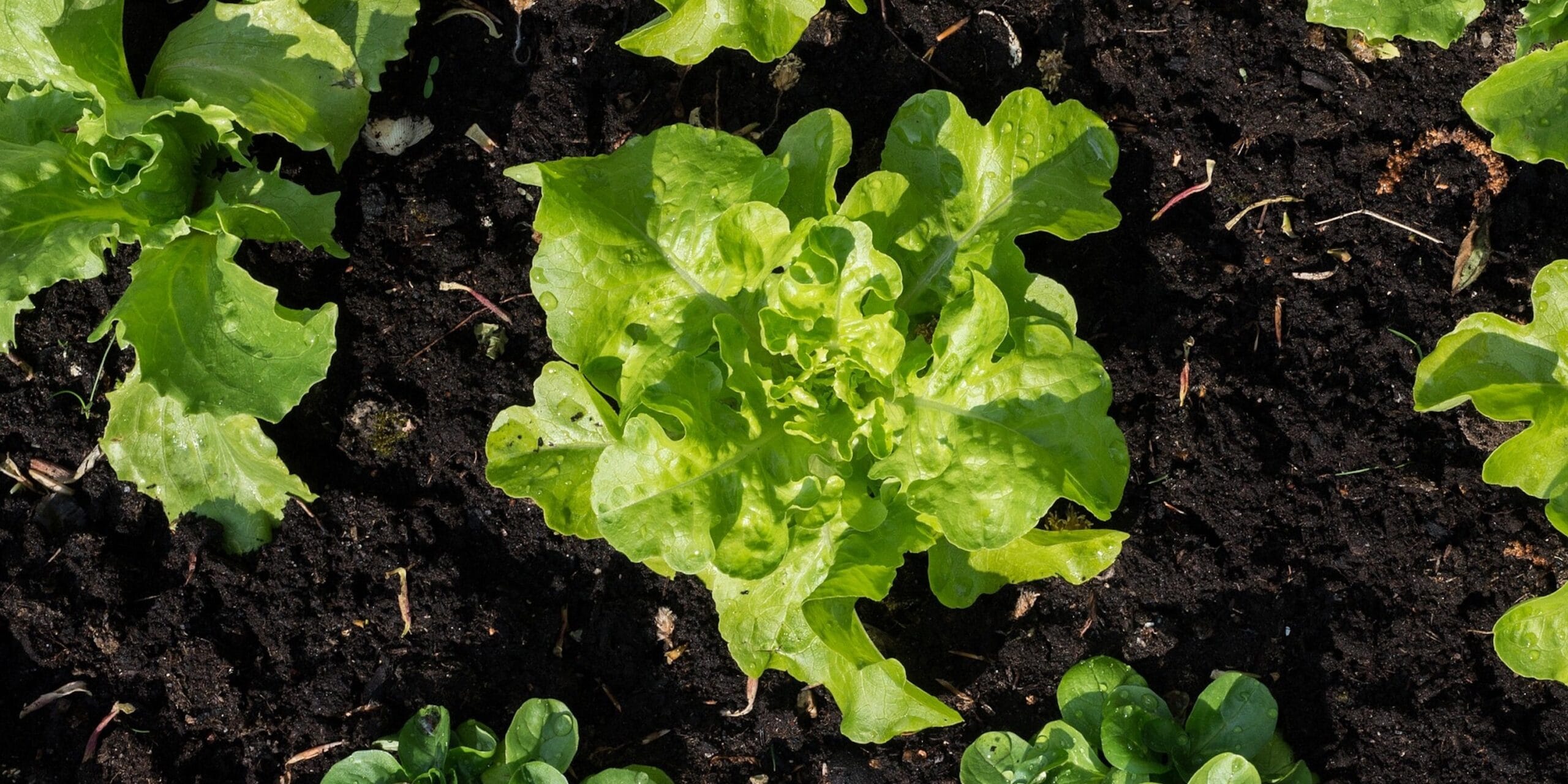 cuanto cuesta una lechuga scaled