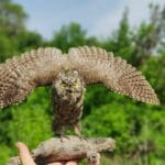 cuanto-cuesta-una-lechuza