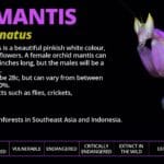 cuanto-cuesta-una-mantis-religiosa