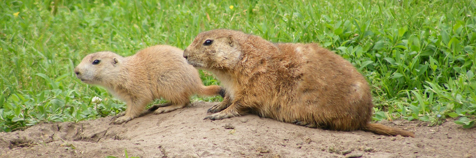 cuanto cuesta una marmota