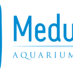 cuanto-cuesta-una-medusa