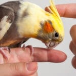 ¿Cuánto cuesta una ninfa? cuanto-cuesta-una-ninfa