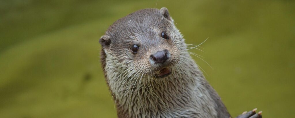 cuanto cuesta una nutria