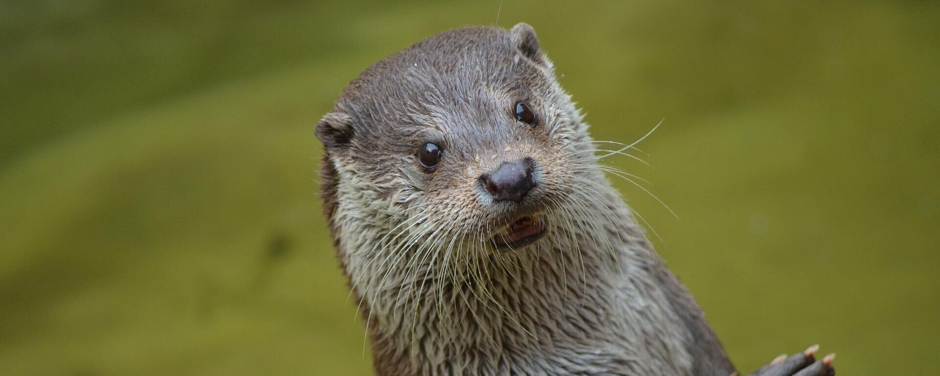 cuanto cuesta una nutria