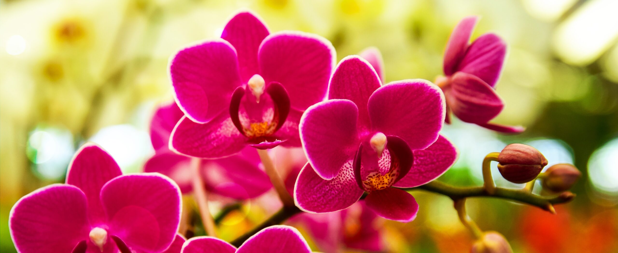 cuanto cuesta una orquidea